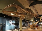 The New Brunswick Museum Hall of Great Whales The New Brunswick Museum Hall of Great Whales